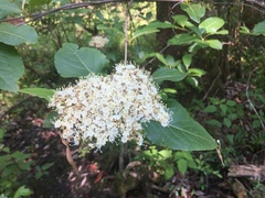 Viburnum nudum