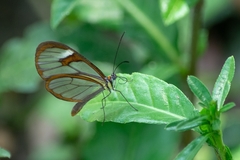 Ithomia agnosia zikani