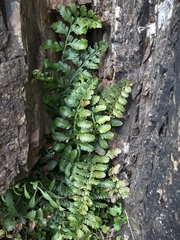 Asplenium difforme