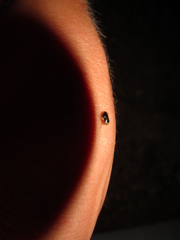 Clastoptera testacea