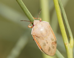 Coleotichus costatus