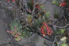 Tristerix verticillatus
