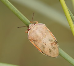Coleotichus costatus
