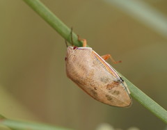 Coleotichus costatus