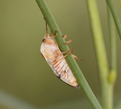 Coleotichus costatus