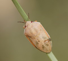 Coleotichus costatus