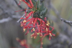 Tristerix verticillatus