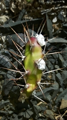 Opuntia aurantiaca