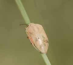 Coleotichus costatus