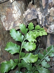 Asplenium difforme