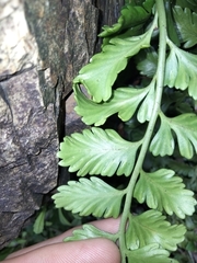 Asplenium difforme
