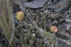 Maihueniopsis ovata