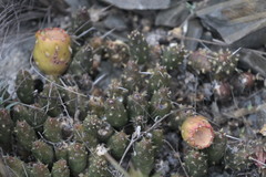 Maihueniopsis ovata