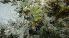 Porites cylindrica