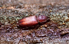 Pycnomerus reflexus