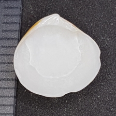 Gouldia minima