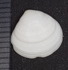 Gouldia minima