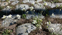 Arabidopsis suecica