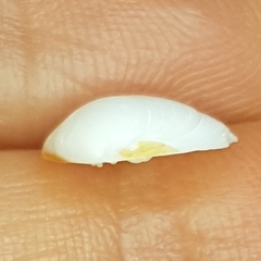 Gouldia minima