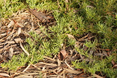 Myoporum parvifolium