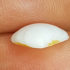 Gouldia minima