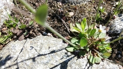 Arabidopsis suecica