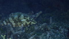 Epinephelus merra