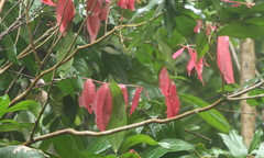Syzygium wilsonii cryptophlebium