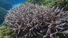 Acropora pulchra