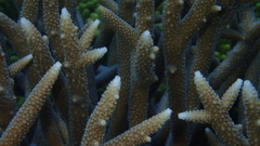 Acropora pulchra
