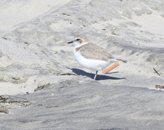 Charadrius nivosus