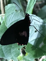 Parides iphidamas