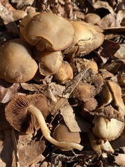 Galerina autumnalis robusta