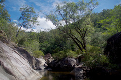 Eucalyptus cloeziana