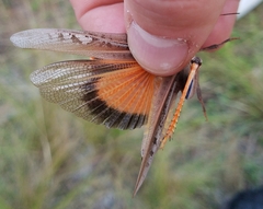 Pardalophora phoenicoptera