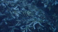 Epinephelus merra