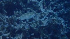 Siganus spinus