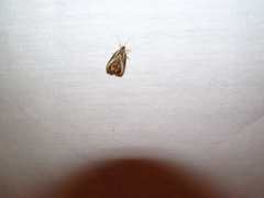 Olethreutes hamameliana