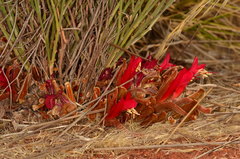 Leptosema chambersii