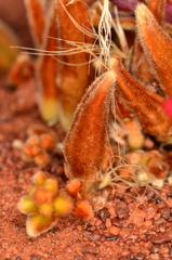 Leptosema chambersii