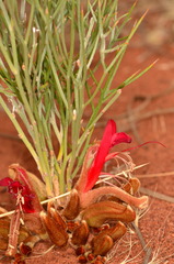 Leptosema chambersii