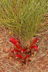 Leptosema chambersii