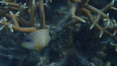 Stegastes punctatus
