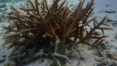 Acropora pulchra