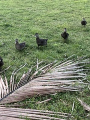 Cairina moschata domestica