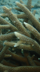 Acropora pulchra