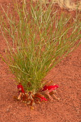 Leptosema chambersii