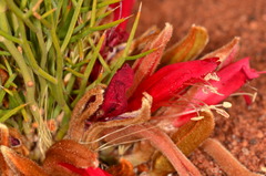 Leptosema chambersii