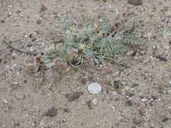 Astragalus callithrix