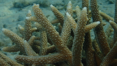 Acropora pulchra